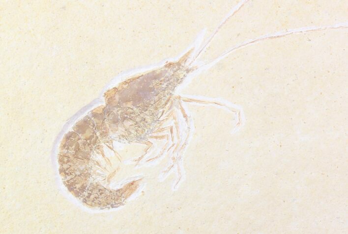 Detailed, Fossil Shrimp (Aeger) - Solnhofen Limestone #93233